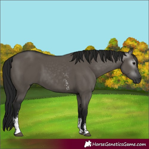 Horse Color:Gray Grullo Sabino Rabicano 