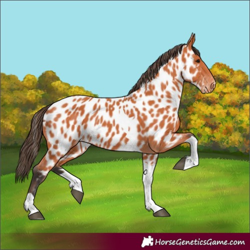 Horse Color:Bay Tobiano Appaloosa