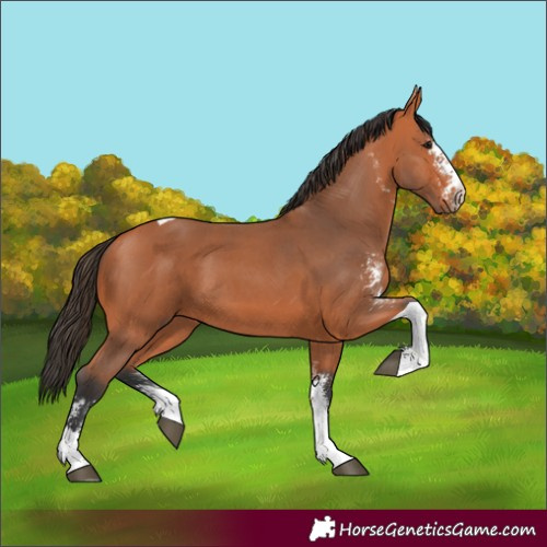Horse Color:Bay Sabino Tobiano 