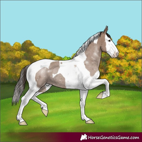 Horse Color:Classic Champagne Splash Tobiano 
