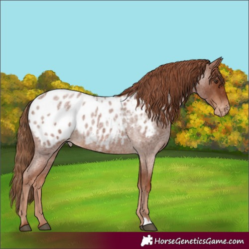 Horse Color:Red Roan Appaloosa