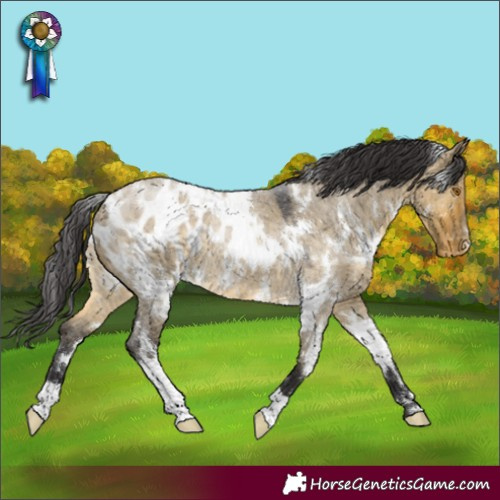 Horse Color:White Spotted Buckskin Roan Dun Appaloosa