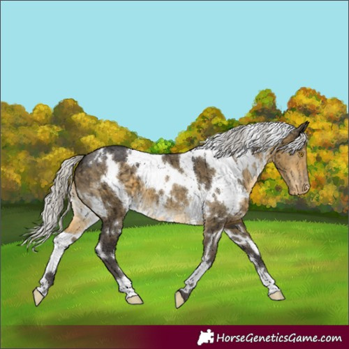 Horse Color:White Spotted Silver Buckskin Dun Appaloosa Brindle 
