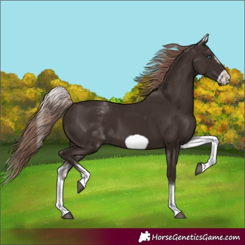 Horse Color:White Spotted Liver Chestnut Frame