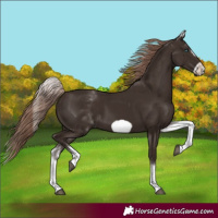Horse Color:White Spotted Liver Chestnut Frame