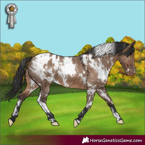 Horse Color:White Spotted Liver Red Dun Appaloosa