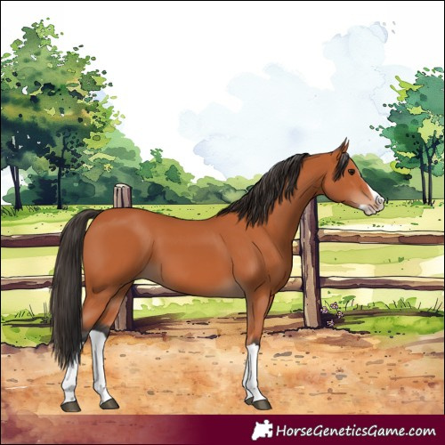 Horse Color:Bay Splash 