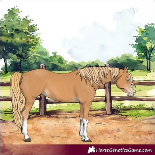 Horse Color:Chestnut Splash