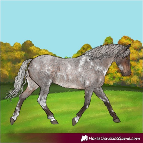 Horse Color:White Spotted Silver Brown Roan