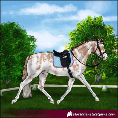Horse Color:Brown Pearl Sabino