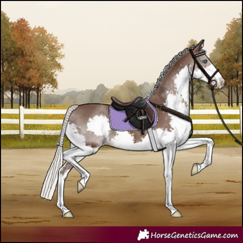 Horse Color:Silver Black Splash Rabicano 