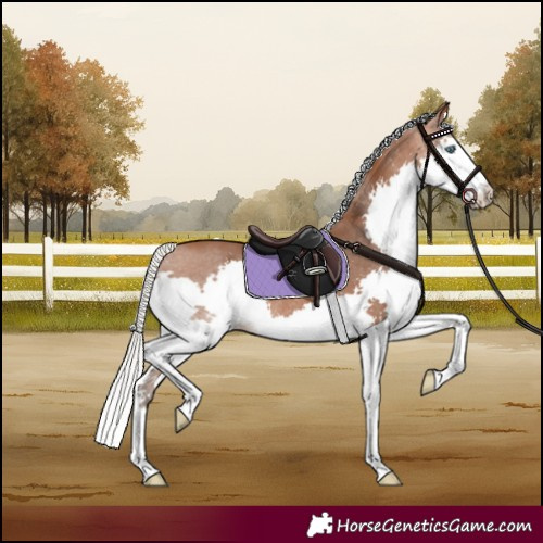 Horse Color:Silver Brown Splash Rabicano 
