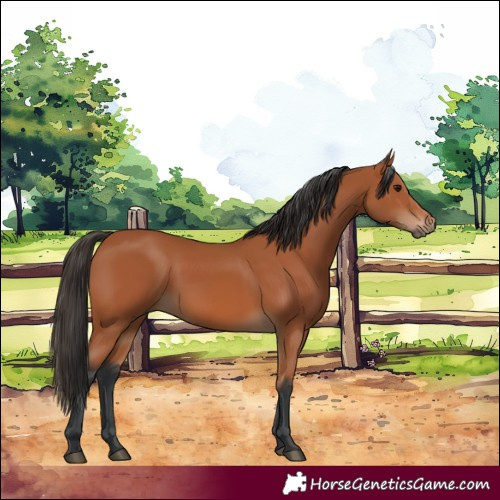Horse Color:Bay 
