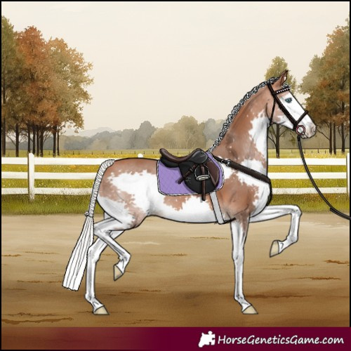 Horse Color:Silver Bay Splash 