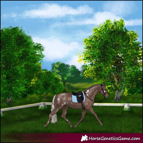 Horse Color:White Spotted Silver Black Rabicano