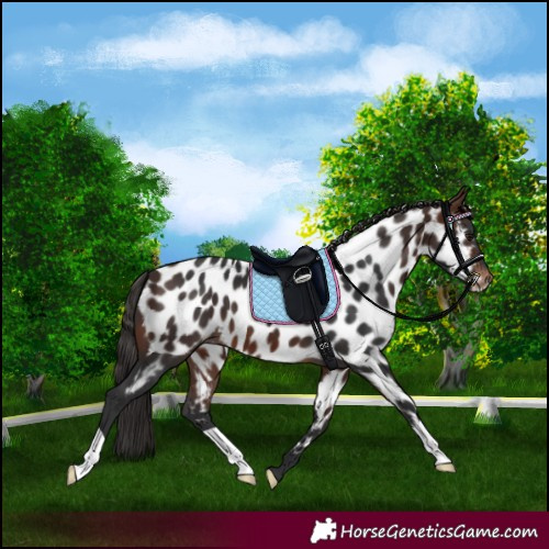 Horse Color:Brown Near Leopard 