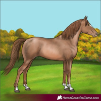 Horse Color:Liver Chestnut Pearl