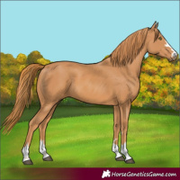 Horse Color:Chestnut 