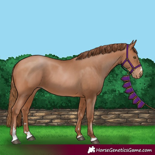 Horse Color:Bay Pearl