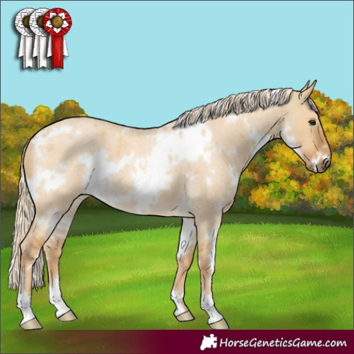 Horse Color:White Spotted Palomino Roan Dun