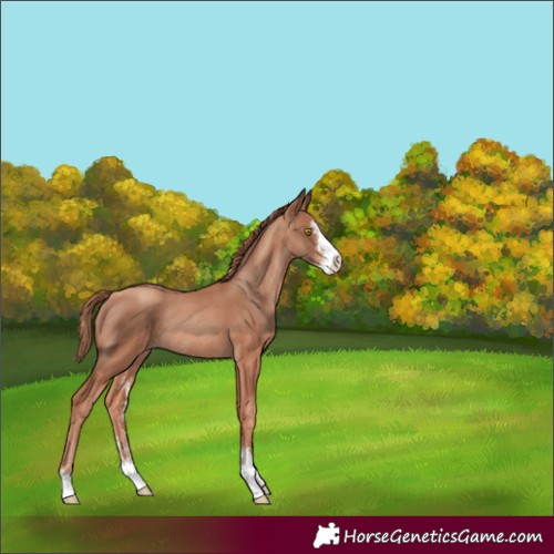 Horse Color:Gold Champagne Sabino Rabicano