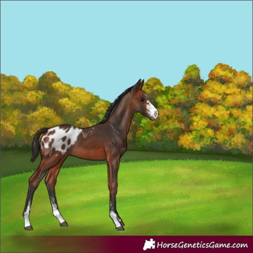 Horse Color:Bay Sabino Blanket Rabicano 