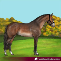 Horse Color:Bay  and Bay 