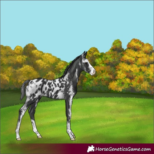 Horse Color:Black Sabino Near Leopard 