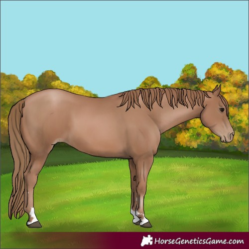 Horse Color:Black Pearl