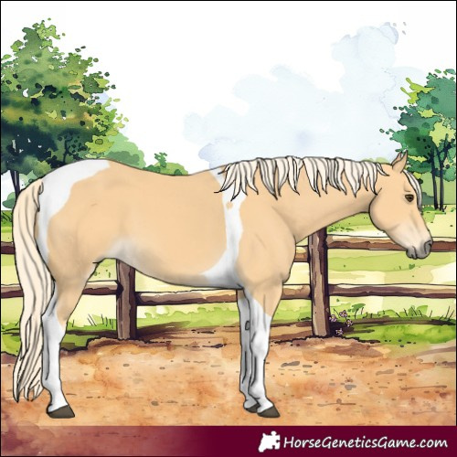 Horse Color:Palomino Tobiano