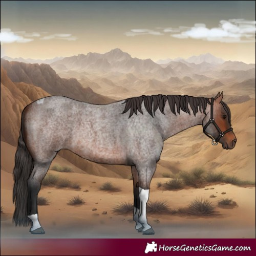 Horse Color:Bay Roan Tobiano