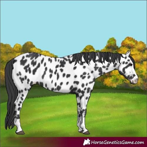 Horse Color:Black Leopard 
