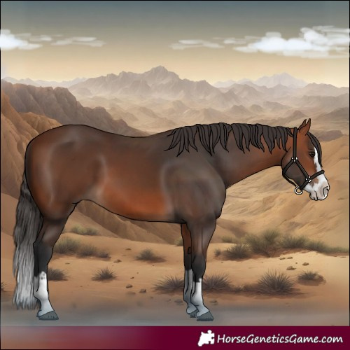 Horse Color:Bay Splash