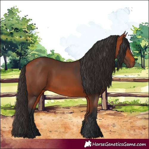 Horse Color:Bay 
