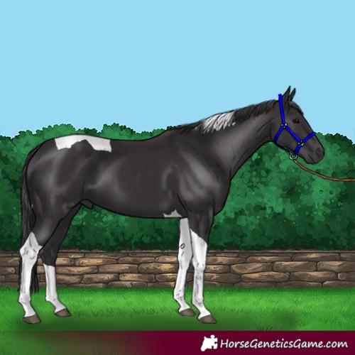 Horse Color:Smoky Black Tobiano 