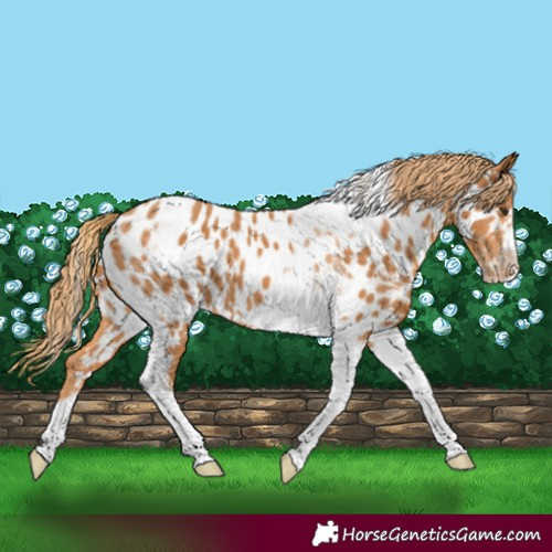 Horse Color:Chestnut Tobiano Frame Appaloosa 