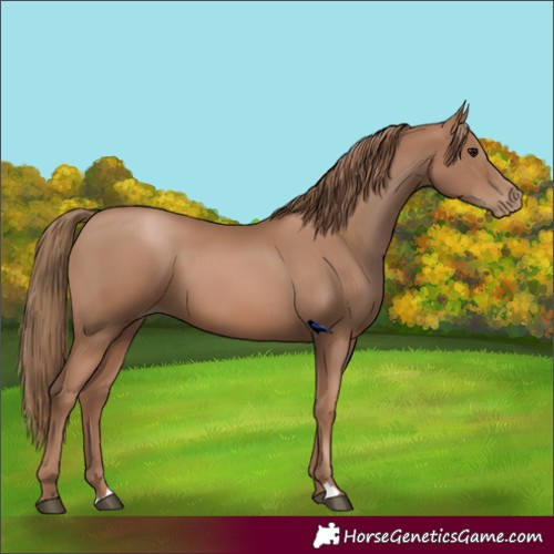 Horse Color:Black Pearl 