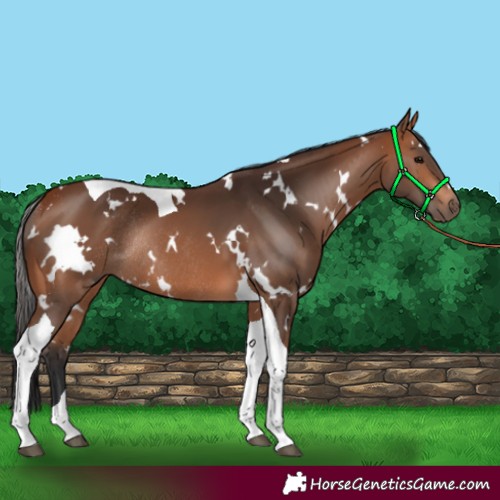 Horse Color:White Spotted Bay Tobiano Rabicano 