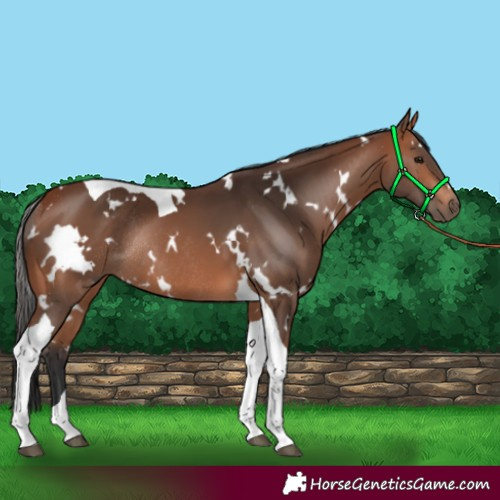 Horse Color:White Spotted Bay Tobiano Rabicano 