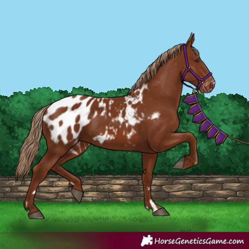 Horse Color:Chestnut Appaloosa