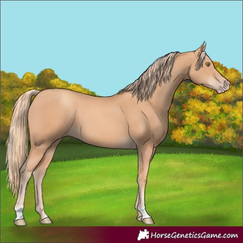 Horse Color:Unknown 