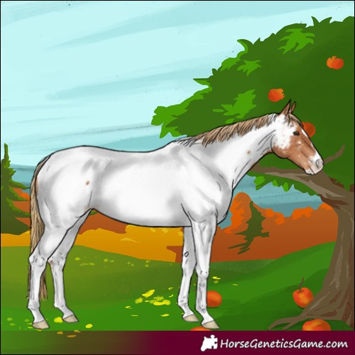 Horse Color:Chestnut Tobiano Appaloosa Rabicano 
