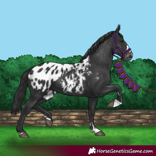 Horse Color:Black Appaloosa