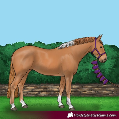 Horse Color:Chestnut Tobiano