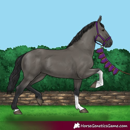 Horse Color:Grullo Tobiano