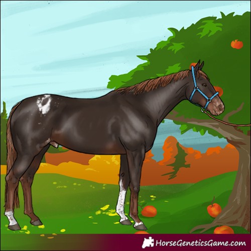 Horse Color:Liver Chestnut Tobiano Appaloosa