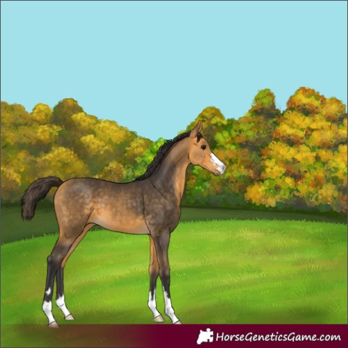 Horse Color:Buckskin 