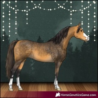 Horse Color:Buckskin
