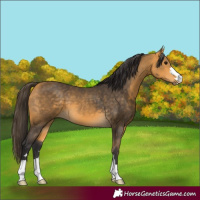 Horse Color:Buckskin 