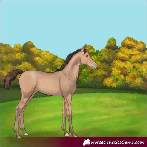 Horse Color:Amber Champagne 